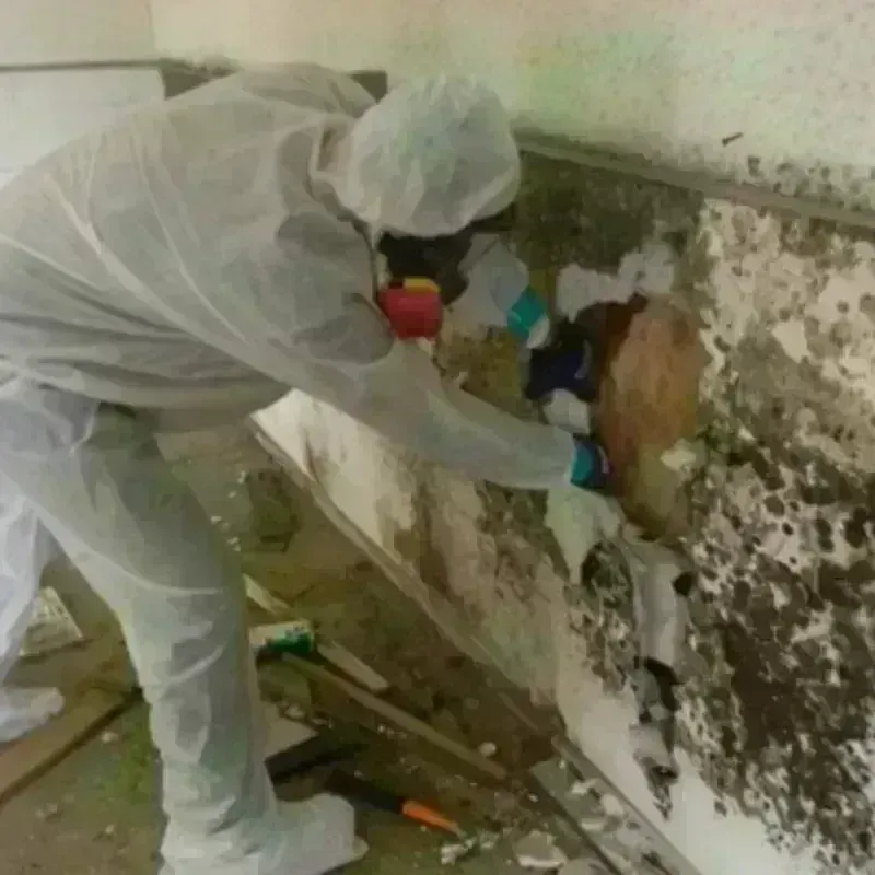 Mold Remediation and Removal in Warrenton, VA